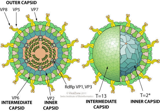 Cusabio Rotavirus A Recombinant